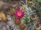 Pink Blossom Coastal Cholla Cactus Blooming Macro