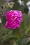 Pink Blossom of Confederate Rose - hibiscus mutablis