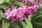 Pink blossom on a Deutzia bush variety Strawberry Fields