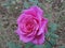 Pink blossom flower, Himalaya mountains, India