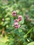 Pink blossom of Impatiens glandulifera flower