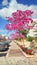 Pink blossom of Judas Trees in Israel