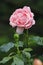 The pink blossom of a pretty english rose with raindrops