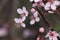 Pink blossom at the prunus Accolade in the spring season