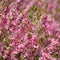 Pink blossom of prunus tenella