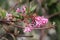 pink blossom of the salix in the Groene Hart park in Nieuwerkerk aan den Ijssel