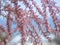 Pink blossom spring tree. Beautiful spring tree with pink flowers and branches French tamarisk on a seaview background