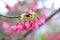 Pink blossom sukura flowers