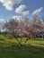 Pink Blossom Trees