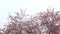 Pink blossoming branches and snowflakes.Spring snowy weather. Spring snow and flowering tree. Cold Spring. Spring snow