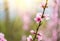 Pink blossoming cherry tree with sun lights. Pink flowers for spring background