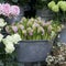 The Pink blossoming hyacinths in an aluminum basin among roses