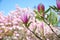 Pink blossoming magnolia flowers in park