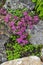 Pink blossoming of Sedum ewersii - Stonecrop, a succulent groundcover