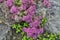 Pink blossoming of Sedum ewersii - Stonecrop, a succulent groundcover