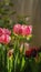 Pink Blossoming of tulips flowers in morning, spring sunshine. Natural background