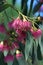 Pink blossoms of the Australian native Blue Gum, Eucalyptus leucoxylon