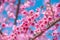 Pink blossoms on the branch with blue sky during spring blooming Branch with pink sakura blossoms and blue sky background. Bloomin