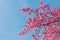 Pink blossoms on the branch with blue sky during spring blooming Branch with pink sakura blossoms and blue sky background. Bloomin