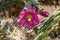 Pink Blossoms Cane Cholla Cactus