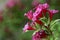 Pink Blossoms Of A Cardinal Shrub