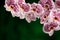 Pink blossoms of orchid, Phalaenopsis, close-up. Free space for text in the photo