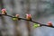 Pink blossoms of plum buds on twig spring season nature details