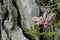 Pink blossoms of the saucer magnolia