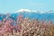 Pink blossoms on the tree in front of snowy Galicica mountain in Macedonia.Spring theme