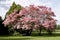 Pink Blossoms Tree Spring