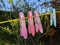 Pink and blue clothes pegs hanging on a yellow washing line