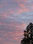 A Pink and Blue Cloudy Sky at Sunrise with one Tall Tree in Silhouette