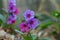 Pink and blue colourful flowers of unspotted lungwort, Pulmonaria obscura, early spring on a wood meadow