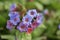Pink and blue flower lungwort pulmonaria