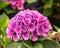 Pink and blue flowering Hydrangea plant