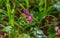 Pink and blue flowers Unspotted lungwort or Suffolk lungwort Pulmonaria obskura in the early spring