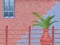 Pink and blue house with stairs, pot plant and fence