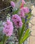 Pink and blue hyacinth in the garden