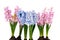 Pink and blue Hyacinths