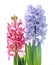 Pink, blue Hyacinthus orientalis, garden hyacinth flowers