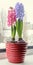 Pink, blue Hyacinthus orientalis, garden hyacinth flowers, bulbs