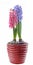 Pink, blue Hyacinthus orientalis, garden hyacinth flowers, bulbs