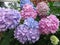 Pink and Blue Hydrangea Blossoms in Spring