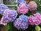 Pink and Blue Hydrangea Blossoms in Spring in June