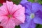 Pink and blue petunia blooms.