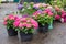 Pink, blue and purple blossoming Hydrangea macrophylla or mophead hortensia in a flower pots outdoors in a plant nursery outdoors