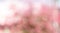 Pink blur bokeh background