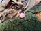 Pink bonnet mushroom on tree log