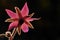 Pink borage flower in bloom