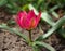 Pink botanical tulip blossoming in the spring